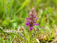 Aufblühende Knabenkraut Orchidee